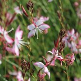 6x Gaura lindheimeri 'Rosy Jane' - Lindheimers prachtkaars - Pot 9x9 cm