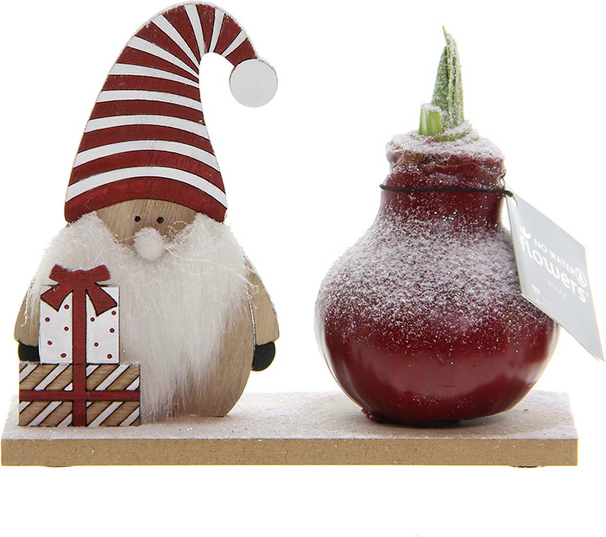 Wax Amaryllis Snow Wonderland Gnome | Prachtige Wax Amaryllis voor in huis |