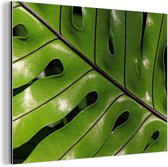 Wanddecoratie Metaal - Aluminium Schilderij Industrieel - Tropisch botanisch blad glanzend onder de zon - 40x30 cm - Dibond - Foto op aluminium - Industriële muurdecoratie - Voor de woonkamer/slaapkamer