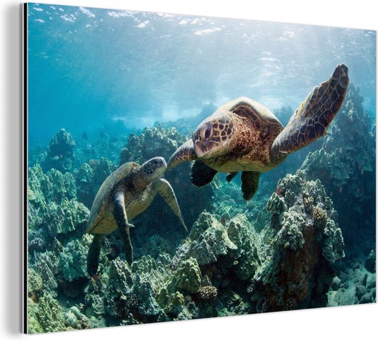 Wanddecoratie Metaal - Aluminium Schilderij - Twee zeeschildpadden