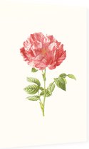 Darnastroos (York Lancaster Rose) - Foto op Dibond - 60 x 90 cm