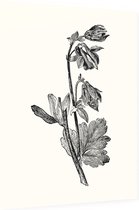 Akelei zwart-wit (Columbine) - Foto op Dibond - 30 x 40 cm
