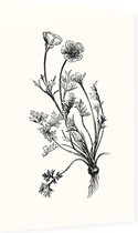 Knolboterbloem zwart-wit (Bulbous Buttercup) - Foto op Dibond - 60 x 90 cm