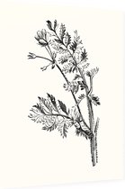 Gevlekte Scheerling zwart-wit (Hemlock Stocks Bill) - Foto op Dibond - 60 x 80 cm