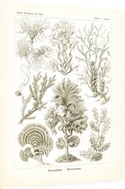 Zonaria - Fucoideae (Kunstformen der Natur), Ernst Haeckel - Foto op Dibond - 30 x 40 cm