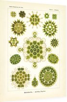 Pediastrum - Melethallia (Kunstformen der Natur), Ernst Haeckel - Foto op Dibond - 30 x 40 cm