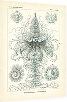 Discolabe - Siphonophorae (Kunstformen der Natur), Ernst Haeckel - Foto op Dibond - 30 x 40 cm