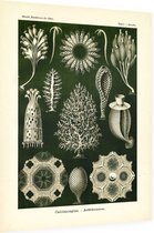 Ascandra - Calcispongiae (Kunstformen der Natur), Ernst Haeckel - Foto op Dibond - 60 x 80 cm