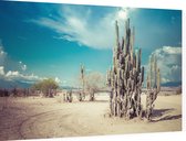 Cactus aan zandweg - Foto op Dibond - 90 x 60 cm