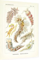 Aeolis - Nudibranchia (Kunstformen der Natur), Ernst Haeckel - Foto op Dibond - 60 x 80 cm