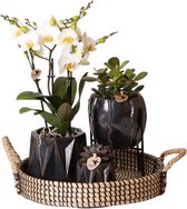 Complete Planten set Sturdy | Groene planten set met witte Phalaenopsis Orchidee, Schefflera en Sansevieria incl. sierpotten & accessoires