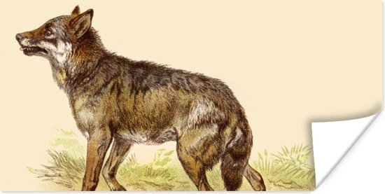 Foto: Poster wolf roofdier planten 120x60 cm