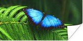 Poster Morpho vlinder - 40x20 cm