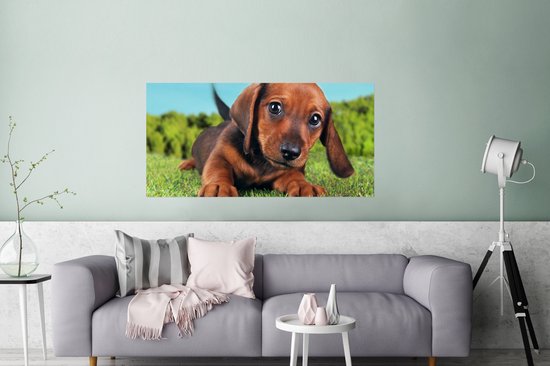 Poster Beau ciel au-dessus d'un adorable chiot Teckel - 120x60 cm