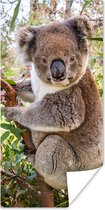 Poster Koala - Bladeren - Takken - Kinderen - Jongens - Meiden - 80x160 cm