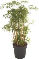 Kamerplant van Botanicly – Polyscias Ming – Hoogte: 120 cm