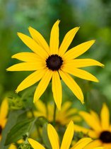 12x Vaste planten 'Rudbeckia goldsturm fulgida'  bloembollen met bloeigarantie