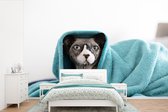 Behang - Fotobehang Sphynx kat onder een blauwe deken - Breedte 360 cm x hoogte 240 cm