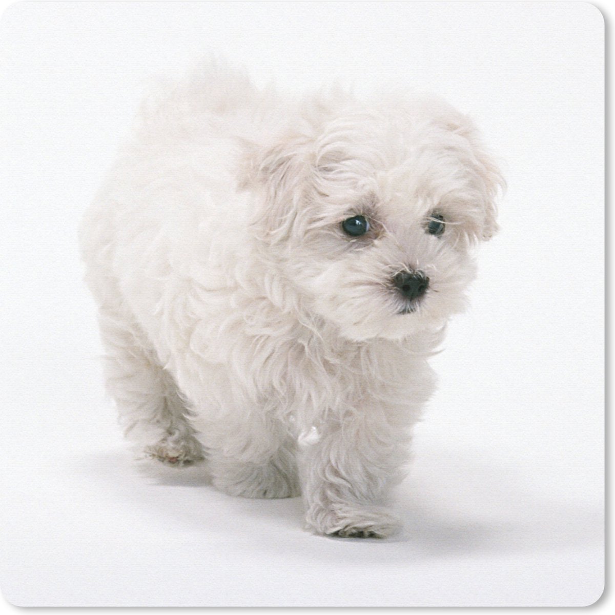Muismat 30x30 cm - Mousepad Schattige kleine Maltezer hond - Muismatten