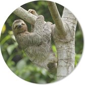Muismat - Mousepad - Rond - Een luiaard hangt aan een tak - 30x30 cm - Ronde muismat