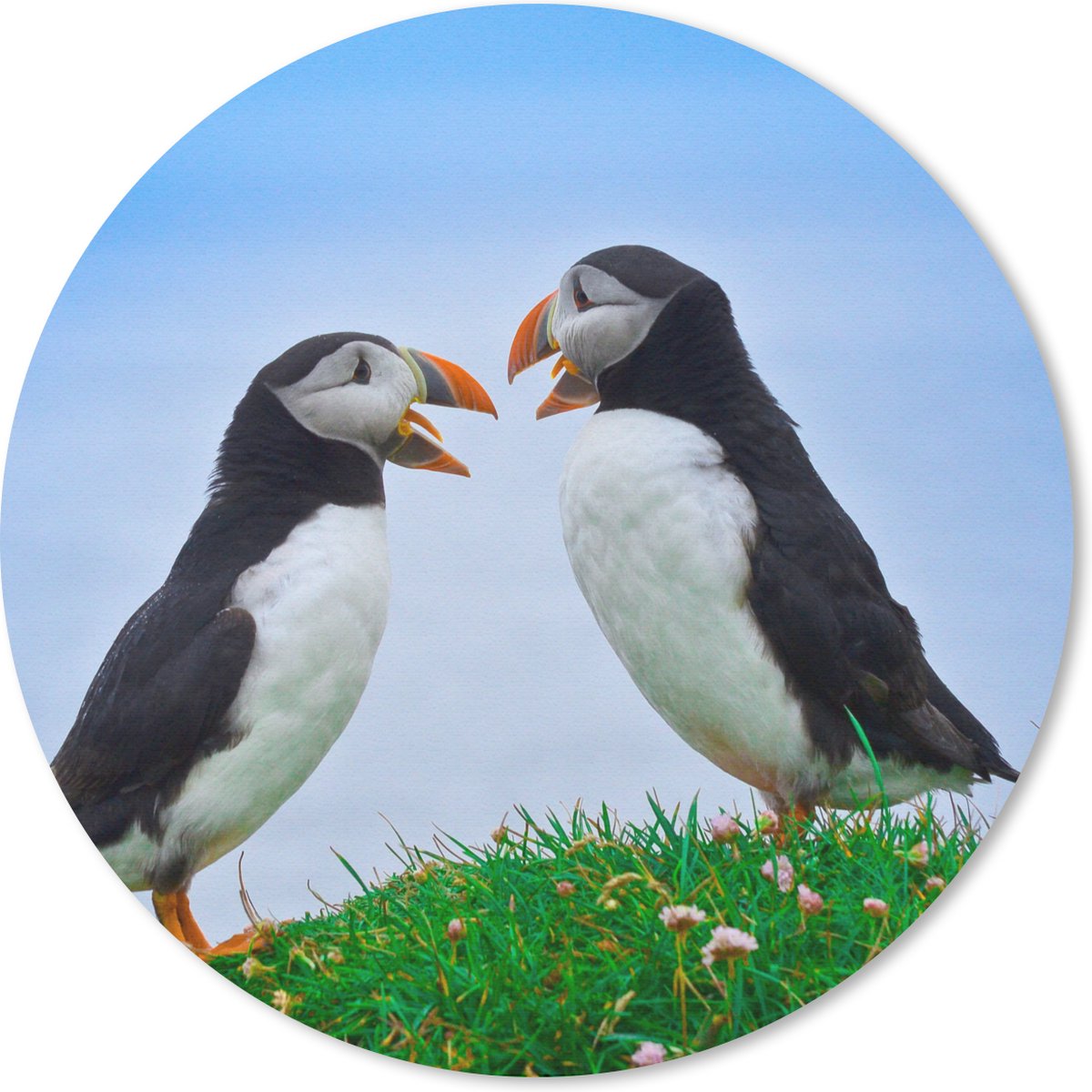 Muismat rond 30x30 cm - Mousepad Dieren - Vogels - Papegaaiduikers - Ronde muismatten