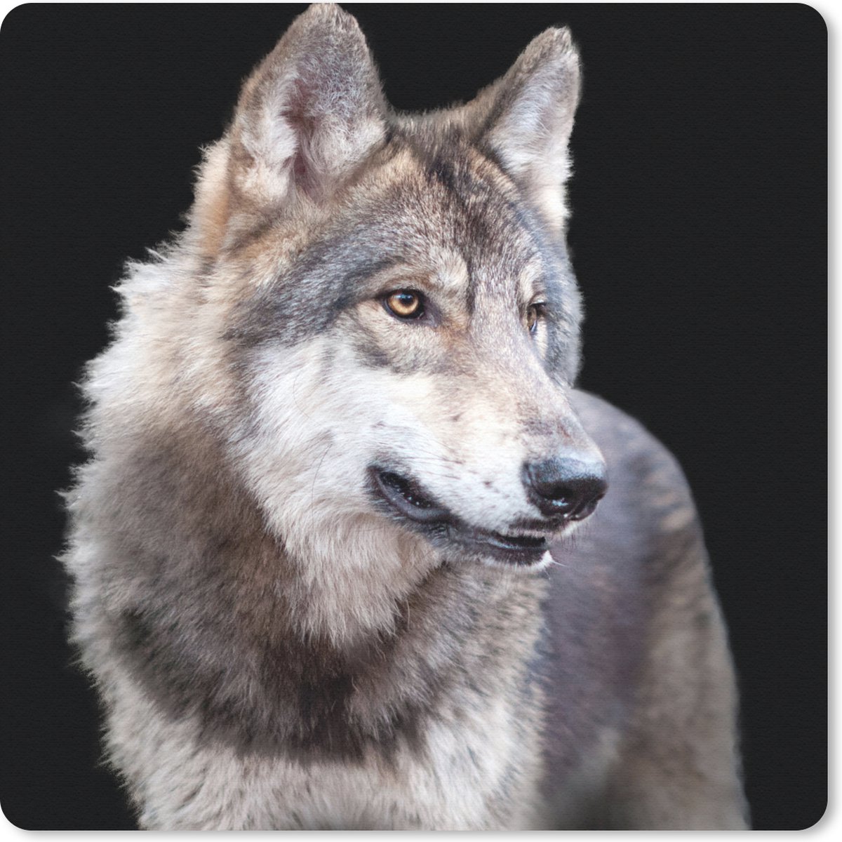 Muismat 30x30 cm - Mousepad Grijze wilde wolf - Muismatten