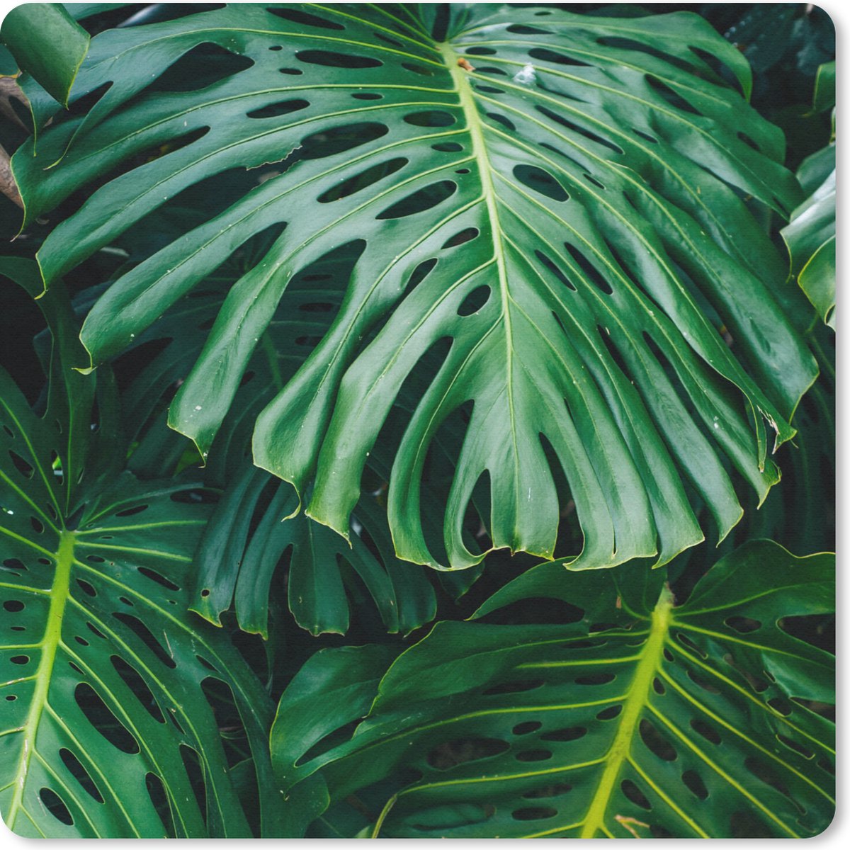 Muismat 20x20 cm - Mousepad Donkergroene botanische bladeren in een tuin - Muismatten