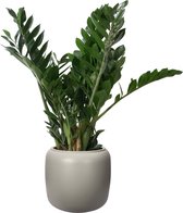 Mama's Planten - ELHO ® Pure Beads Small Ø 40 (Balanced Beige) Met Zamioculcas - Vers Van De Kweker- ↨ 80cm - ⌀ 40cm