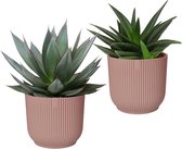 FloriaFor - Combinatie Agave ‘Shaka Zulu’ En Haworthia West Jogoo In ELHO Vibes Fold (delicaat Roze) - - ↨ 20cm - ⌀ 16cm