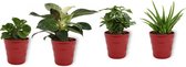 Set van 4 Kamerplanten - Aloe Vera & Peperomia Green Gold & Coffea Arabica & Philodendron White Wave - ± 25cm hoog - 12cm diameter - in rode pot