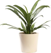 Plant in hydrocultuur systeem van Botanicly: Aglaonema met weinig onderhoud – in crème kleurig hydrocultuur sierpot – Hoogte: 35 cm – Aglaonema commutatum Cutlass