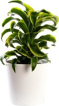 Plant in hydrocultuur systeem van Botanicly: Drakenboom met weinig onderhoud – in wit kleurig hydrocultuur sierpot – Hoogte: 30 cm – Dracaena derem. Tornado