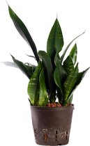 Plant in hydrocultuur systeem van Botanicly: Vrouwentongen met weinig onderhoud – Hoogte: 35 cm – Sansevieria trif. Black robusta