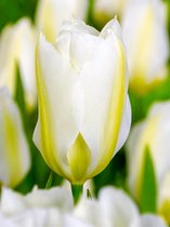 250x Tulpen 'Purissima'  bloembollen met bloeigarantie