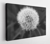 Canvas schilderij - Blooming blur close up dandelion -     387222 - 115*75 Horizontal