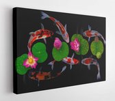 Canvas schilderij - Koi fish swim with Nymphaea nelumbo flowers in bloom  -     1719731413 - 115*75 Horizontal