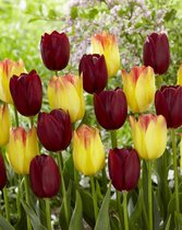 150x Tulpen 'Suncatcher & national velvet gemengd'  bloembollen met bloeigarantie