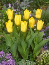 200x Tulpen 'Candela'  bloembollen met bloeigarantie