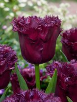 150x Tulpen 'Gorilla' - BULBi® Bloembollen met bloeigarantie