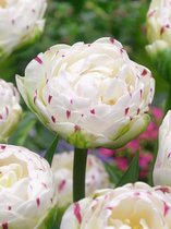 60x Tulpen 'Danceline'  bloembollen met bloeigarantie