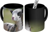 Magische Mok - Foto op Warmte Mok - wit met zwart lammetje in het gras - 350 ML