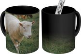 Magische Mok - Foto op Warmte Mokken - Koffiemok - Schaap - Dier - Gras - Magic Mok - Beker - 350 ML - Theemok