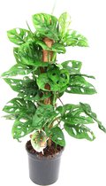 Monstera Monkey Leaf met mosstok ↨ 65cm - hoge kwaliteit planten