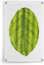 Walljar - Leaf - Muurdecoratie - Plexiglas schilderij
