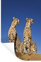 Sticker Muursticker Cheeta - Guépards sauvages - 80x120 cm - film adhésif autocollant - sticker mural repositionnable