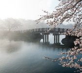 Mistige brug met kersenbloesem - Fotobehang (in banen) - 250 x 260 cm