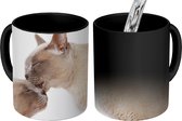 Magische Mok - Foto op Warmte Mok - Twee schattige Burmees katten knuffelen - 350 ML