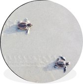 WallCircle - Wandcirkel - Muurcirkel - Twee kleine schildpadden - Aluminium - Dibond - ⌀ 60 cm - Binnen en Buiten