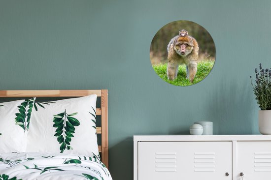 Macaques de Barbarie dans l'herbe assiette en plastique cercle mural ⌀ 30 cm - impression photo sur cercle mural / cercle vivant (décoration murale)