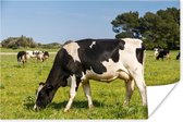 Friese koeien grazen in het groene veld Poster 30x20 cm - klein - Foto print op Poster (wanddecoratie woonkamer / slaapkamer) / Boerderijdieren Poster